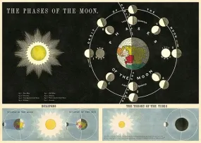 Poster - Phases Of The Moon